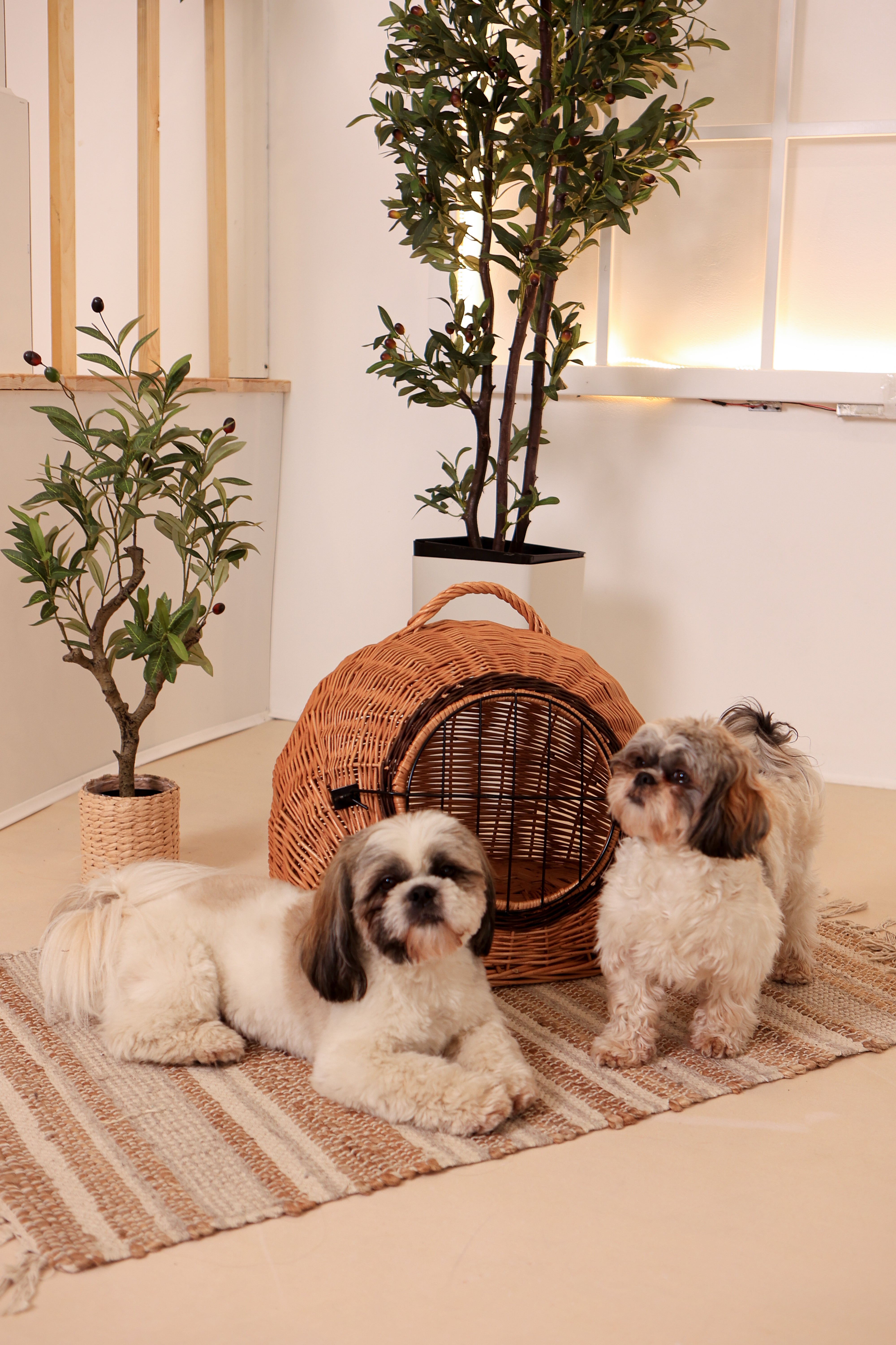 Weidenkorb-Tragetasche für Haustiere / Geflochtene Tiertragetasche / Transporttasche aus Rattan- HolzRepublik