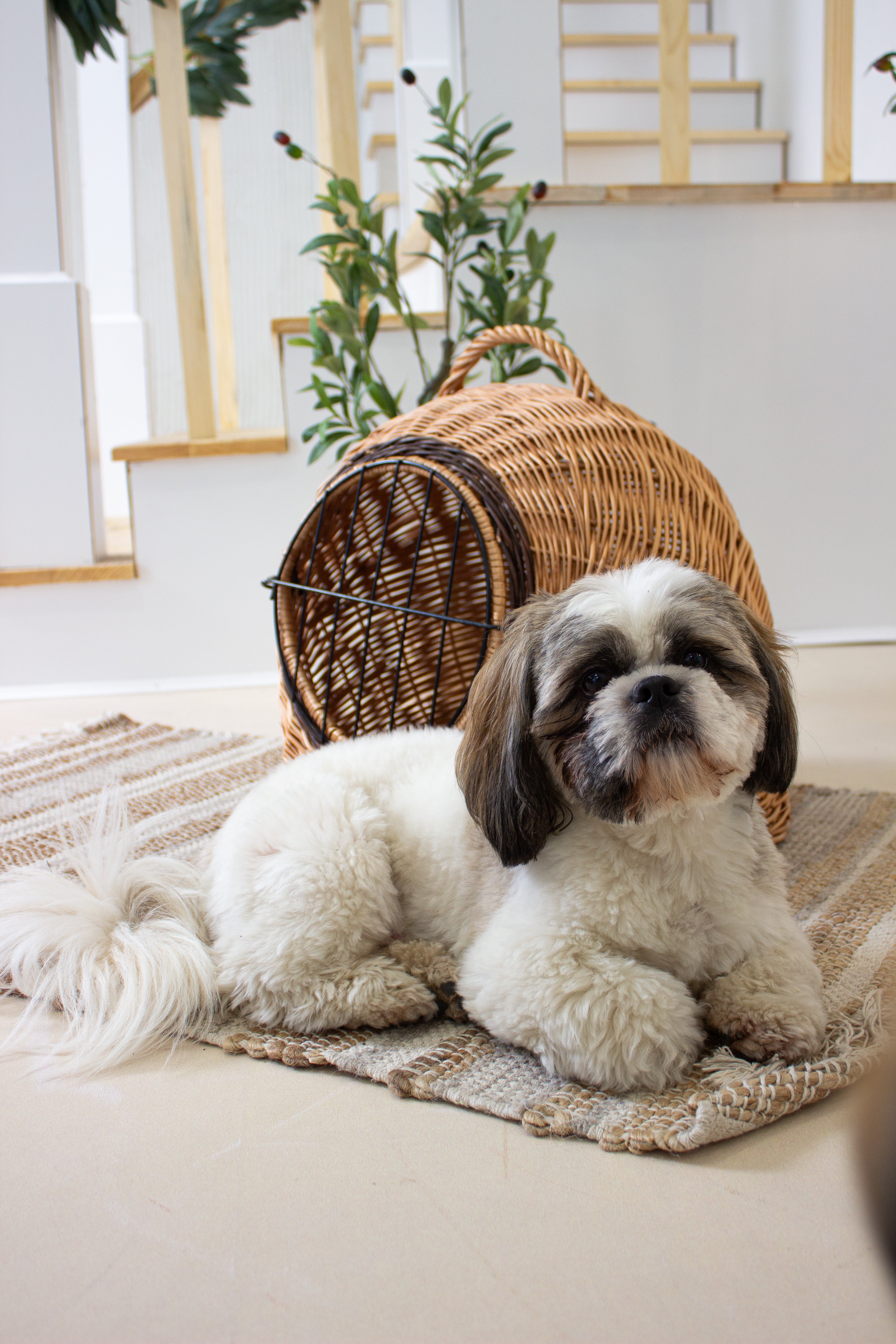 Weidenkorb-Tragetasche für Haustiere / Geflochtene Tiertragetasche / Transporttasche aus Rattan- HolzRepublik